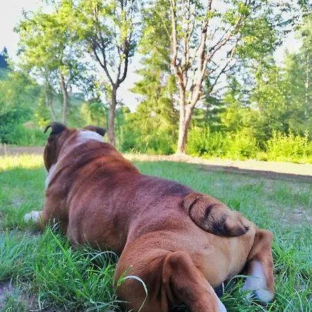 Forest Hill Kuca Za Odmor Na Zlataru